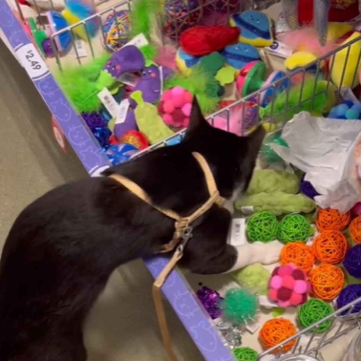 cat in toy store