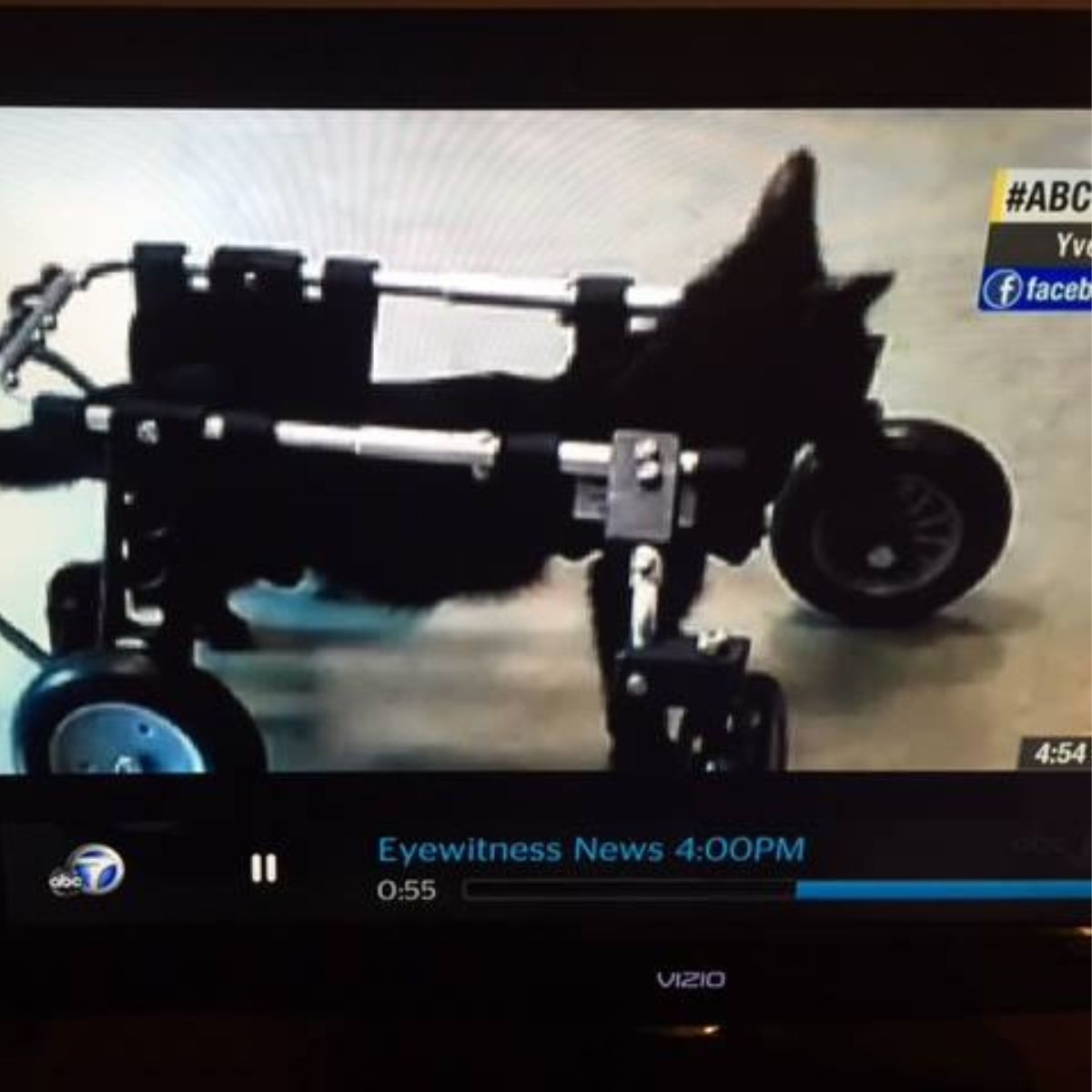 cat in wheelchair on news