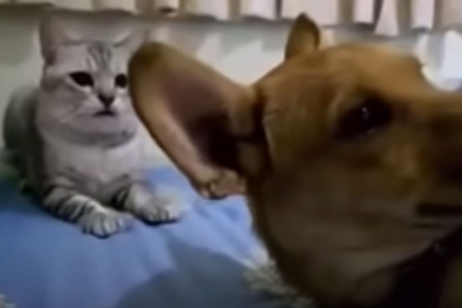 cat looking at the dog