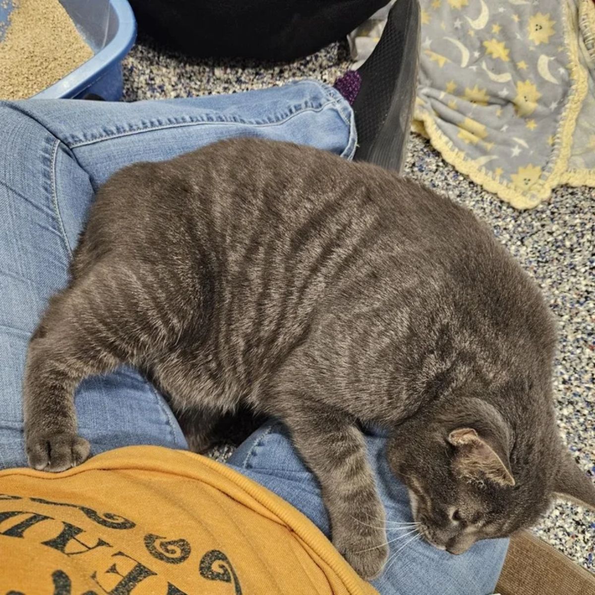 cat lying in visitor's lap