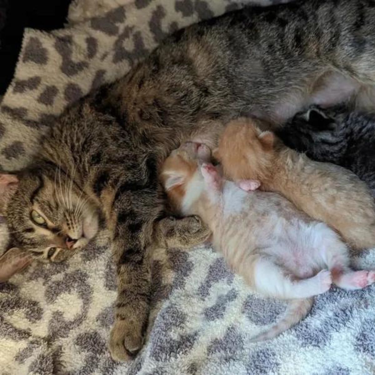 cat lying on blanket with kittens