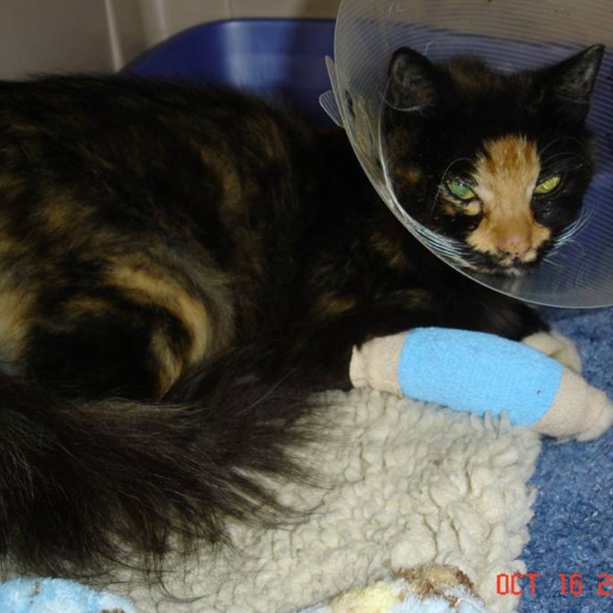 cat lying with a cast on its leg