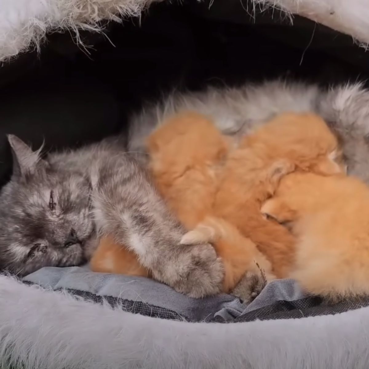 cat lying with kittens