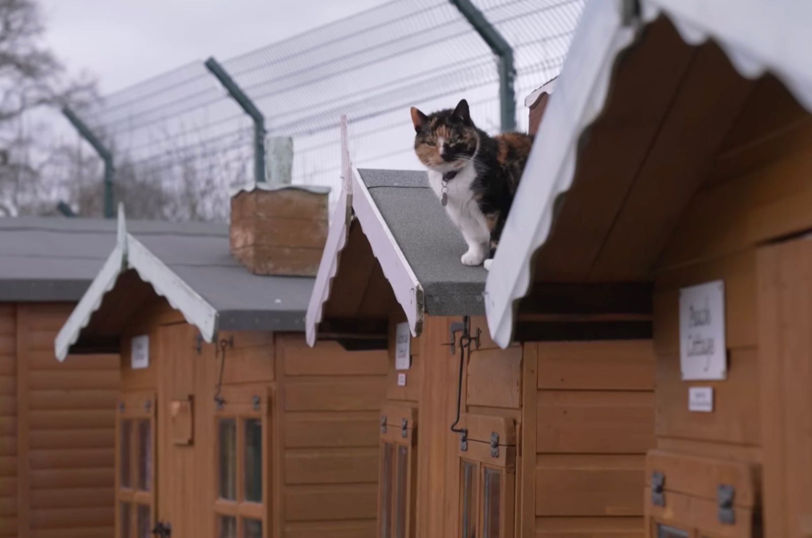cat on a roof