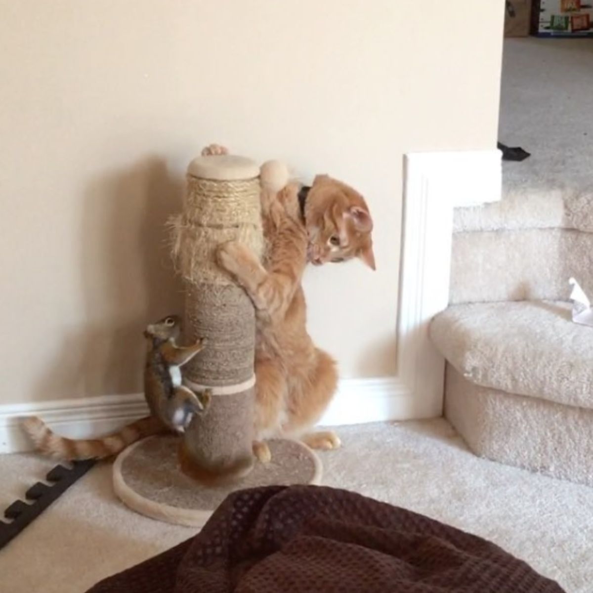 cat playing with squirrel