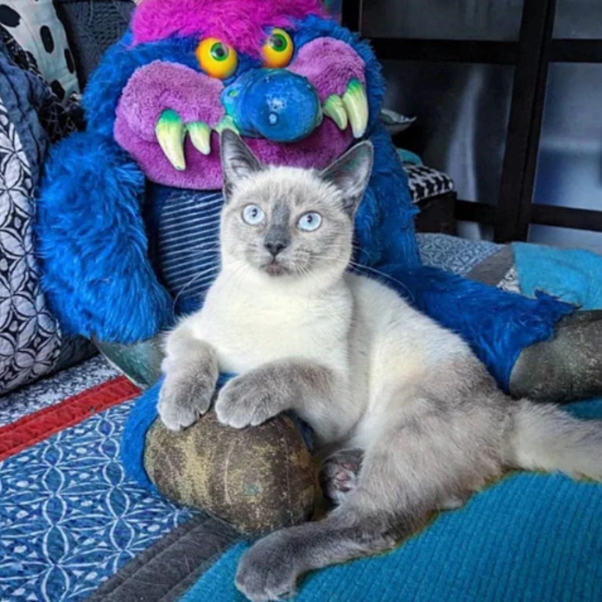 cat sitting by her toy