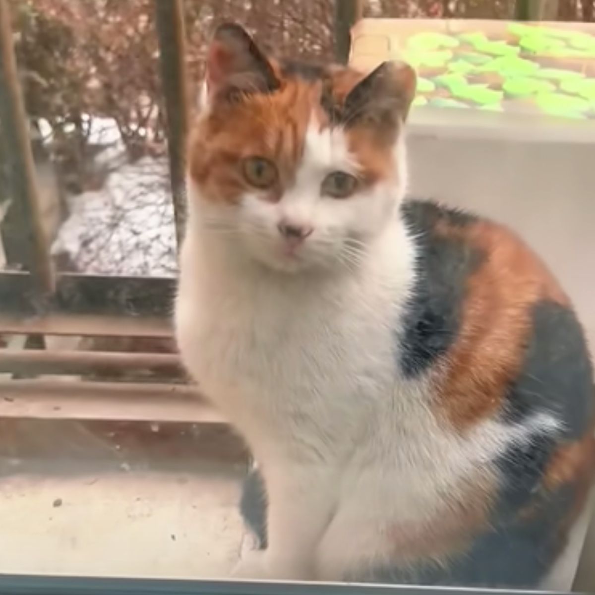 cat sitting on the window