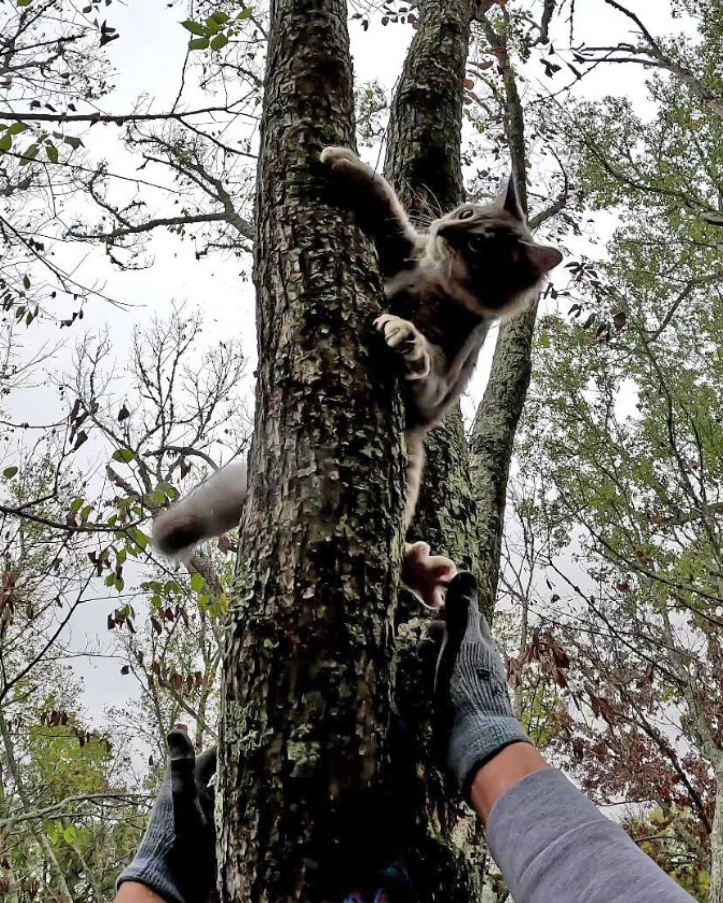 cat stuck on a tree