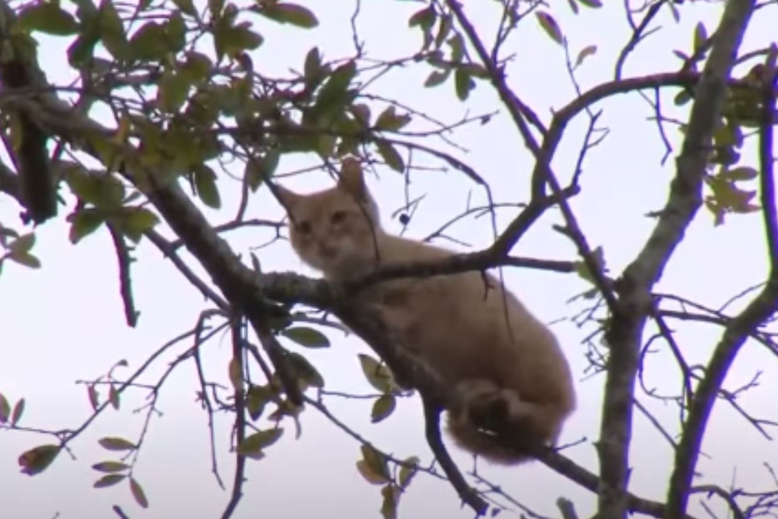 cat stuck on tree