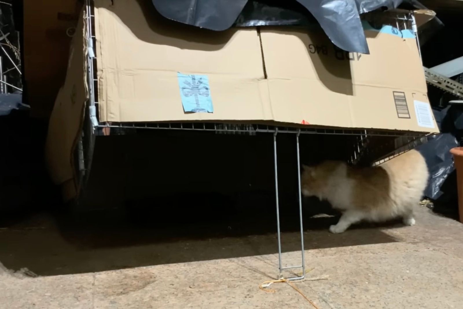 cat under the cardbox