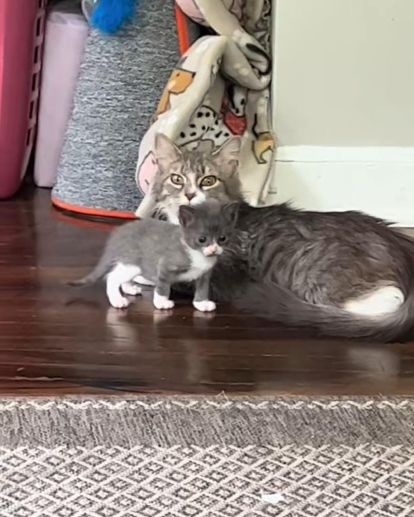 cat with her kitten on the floor