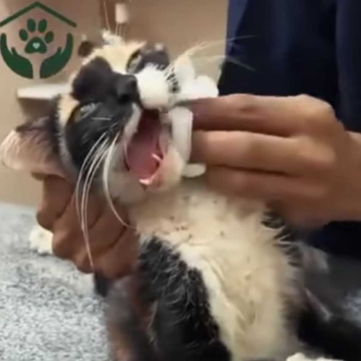 cat with injured jaw
