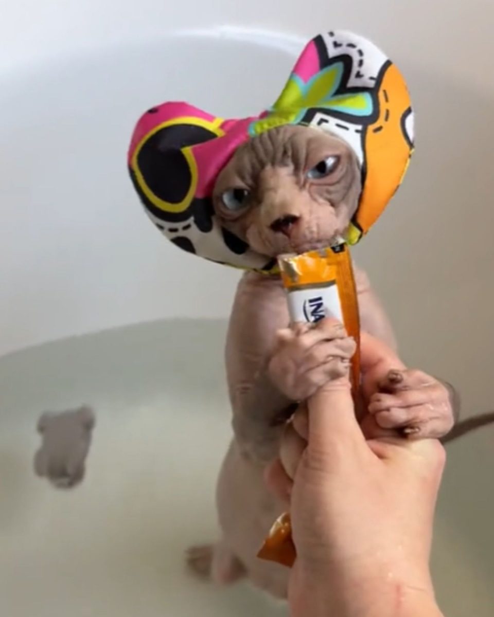 This Adorable Hairless Cat Adores Bath Time And Even Has Her Own Shower Cap