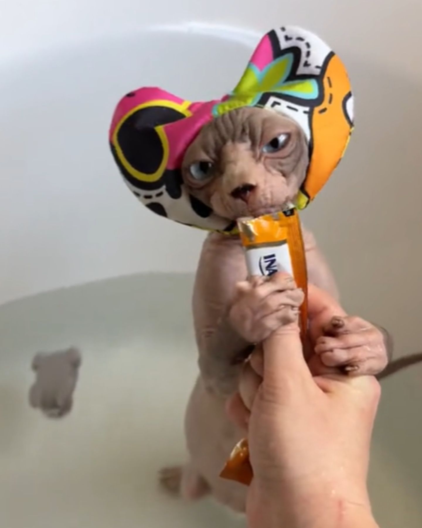 cat with shower cap in bathtube