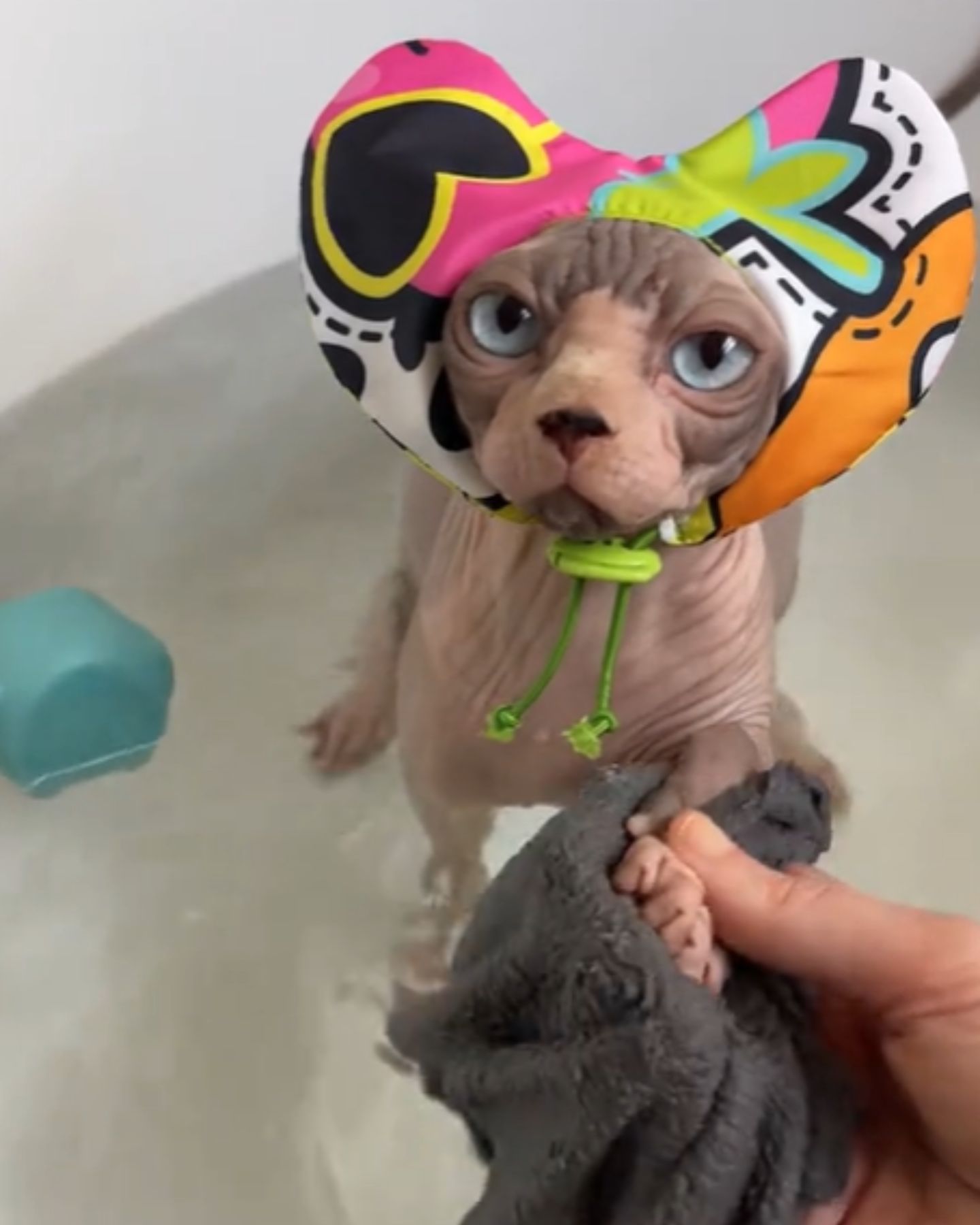 cat with shower cap