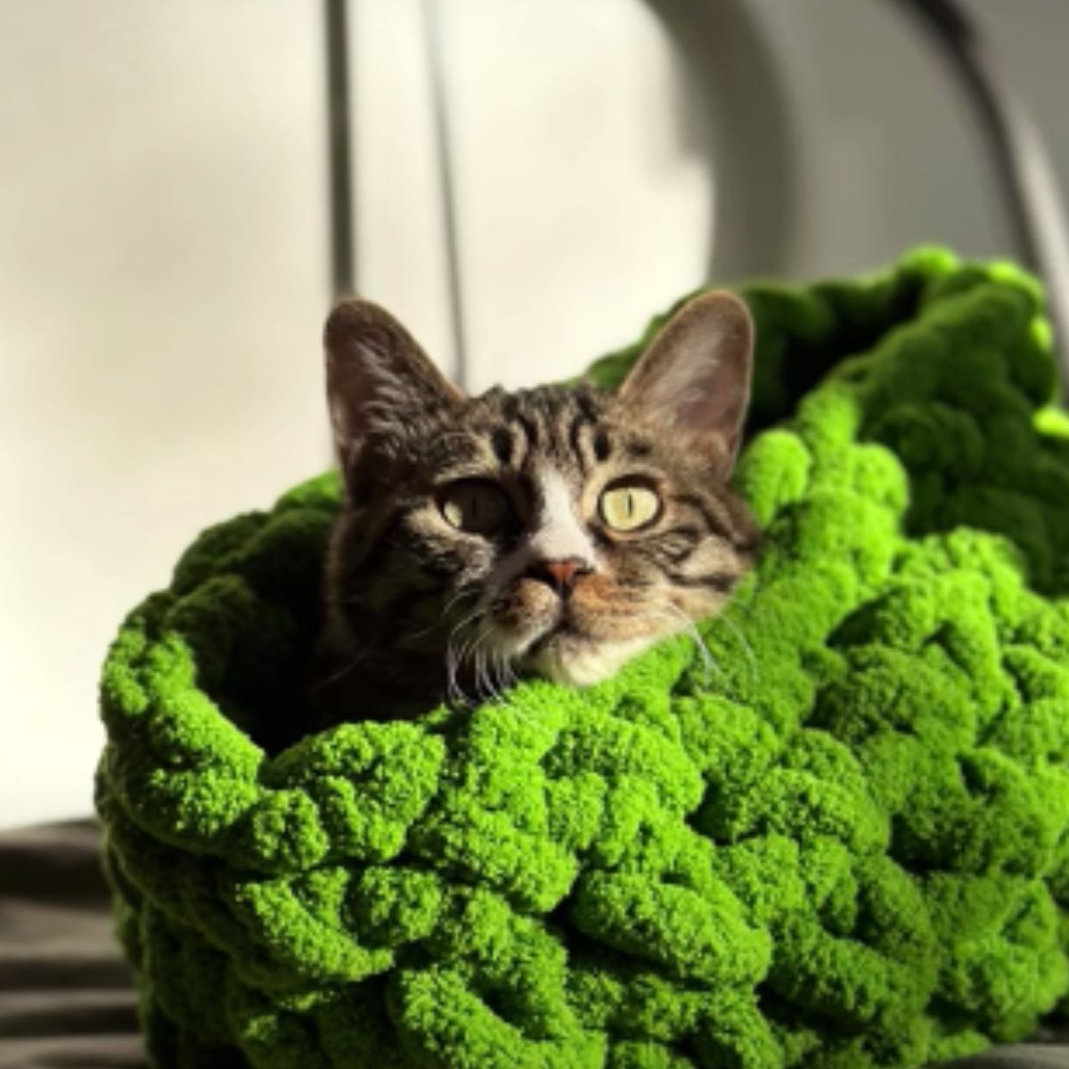 cat wrapped up in green blanket