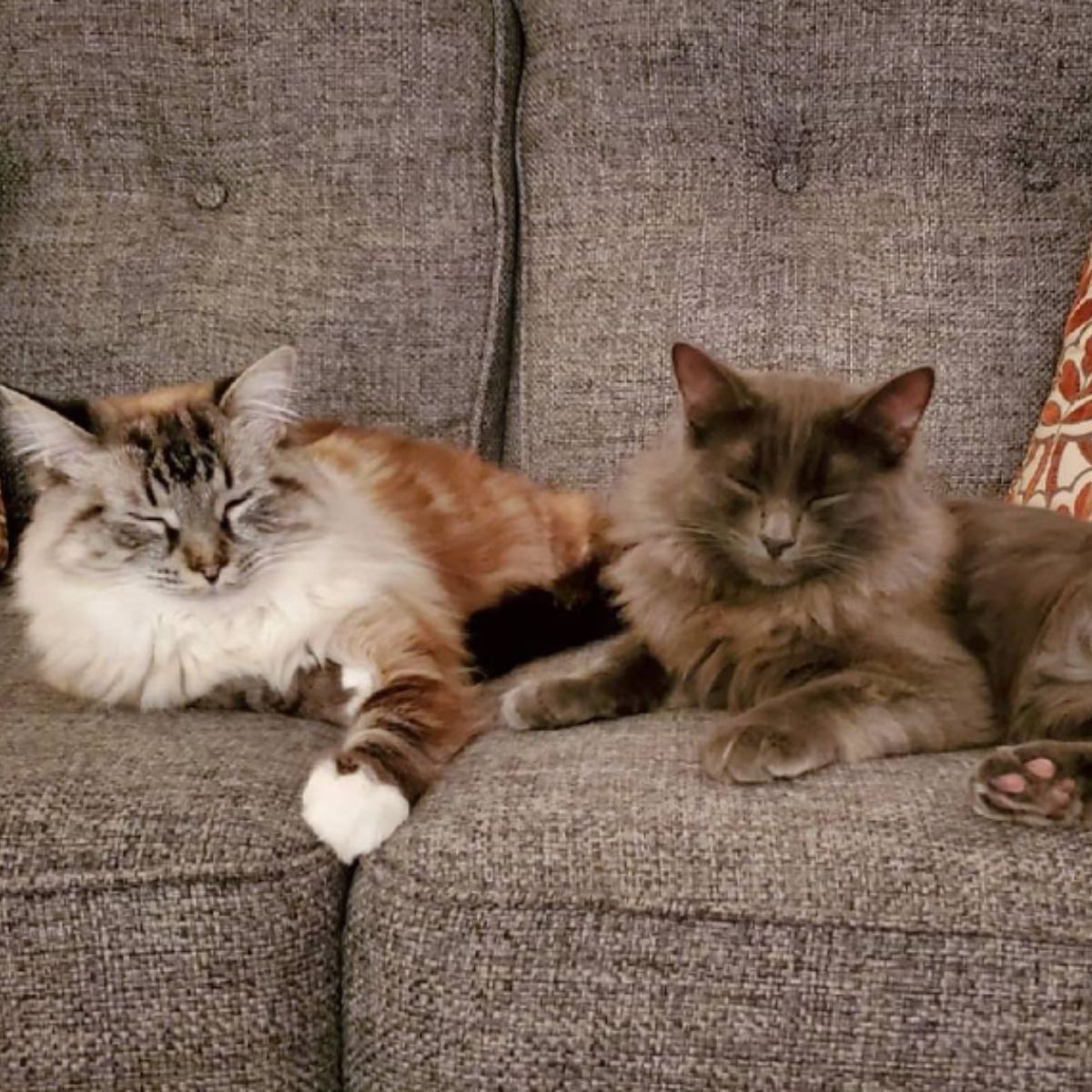 cats on the couch