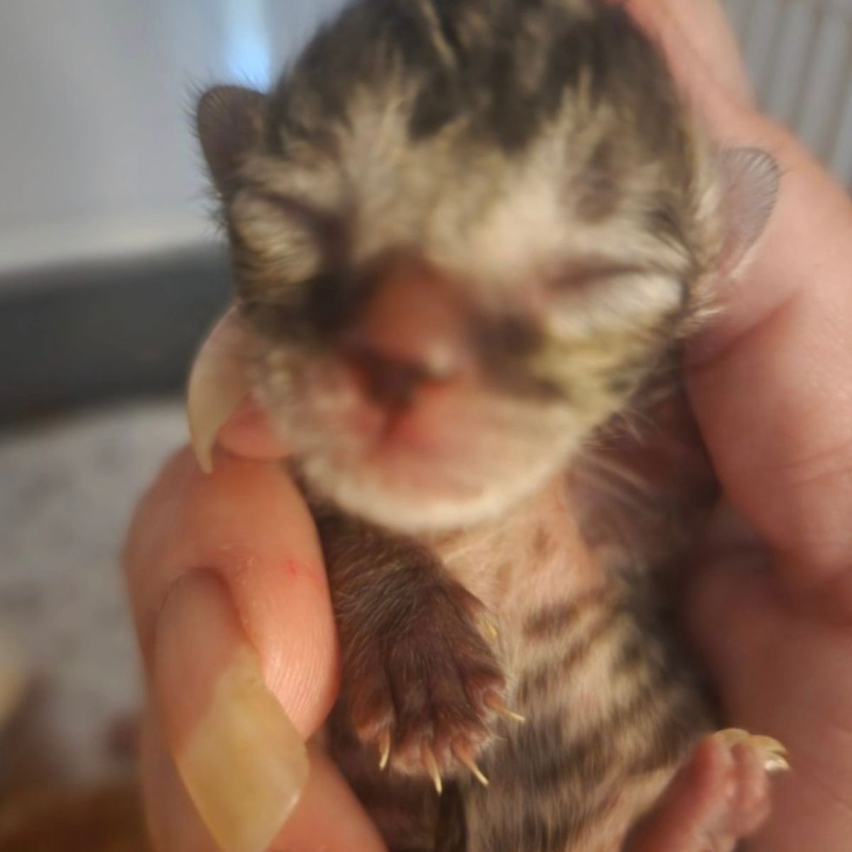 close-up photo f a newborn kitten