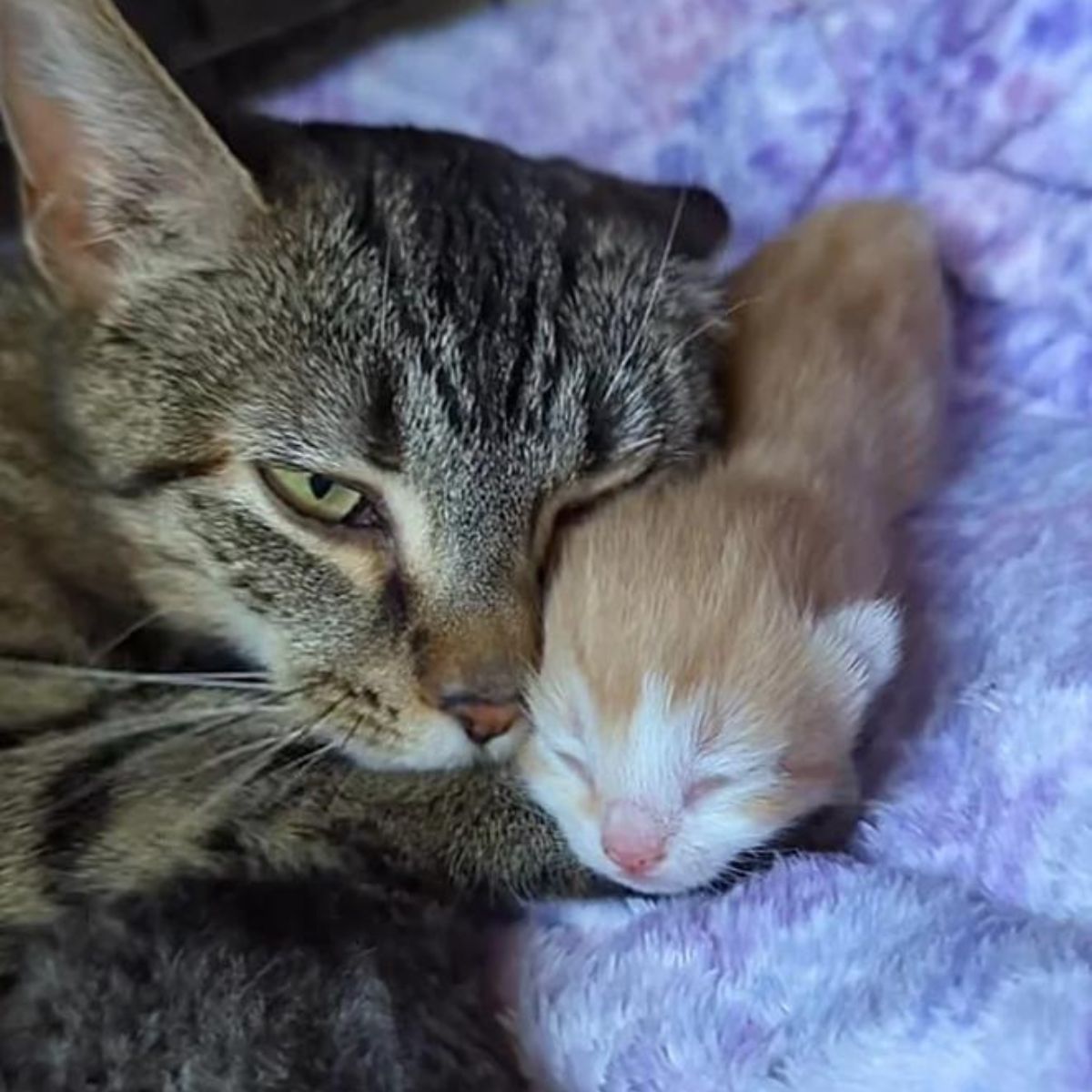 close-up photo of cat and orange kitten