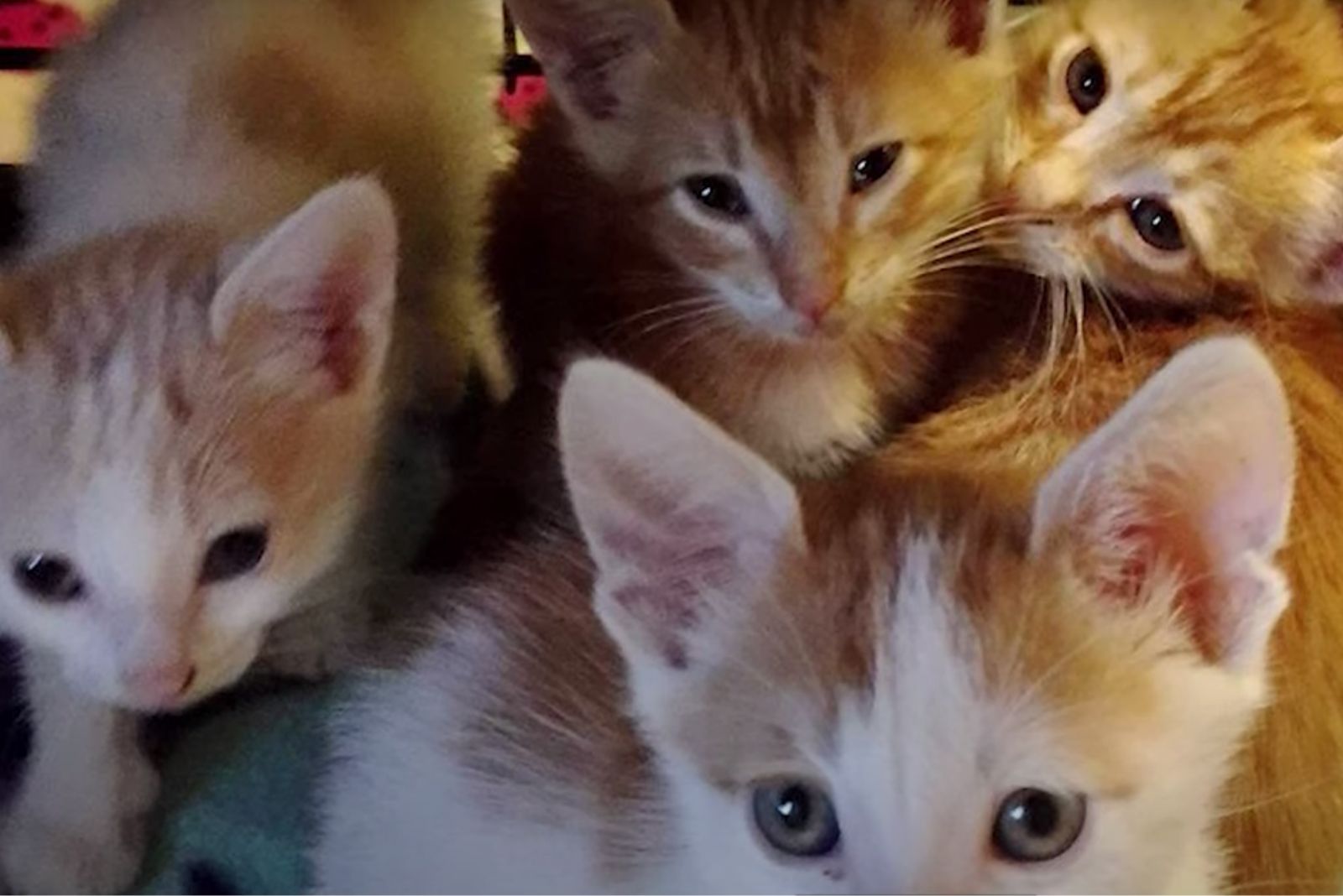 close-up photo of four kittens