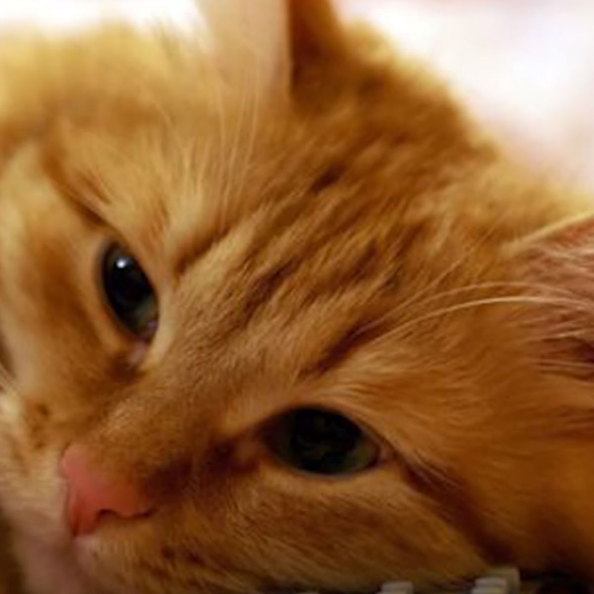 close view of cute ginger cat