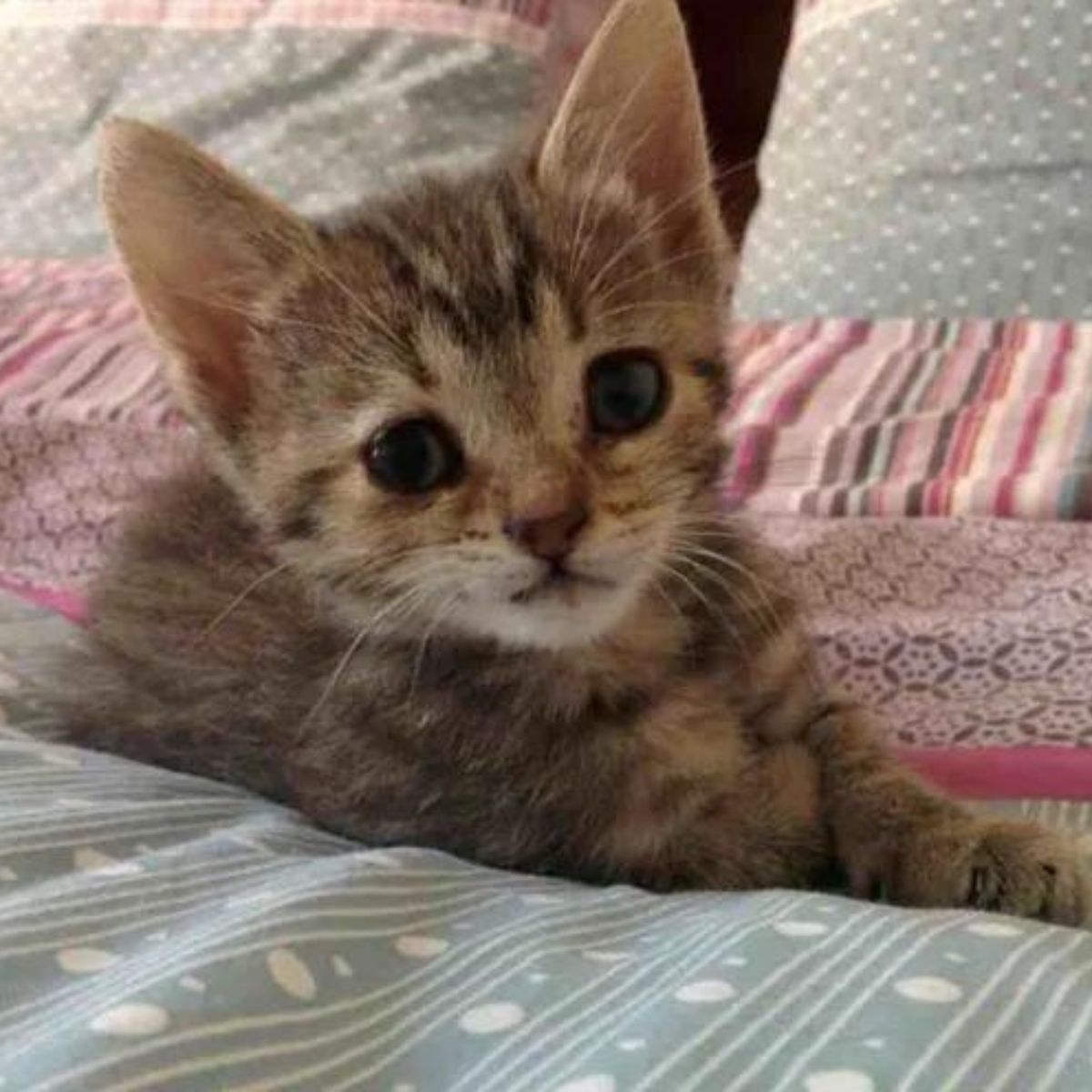 close view of very cute kitten