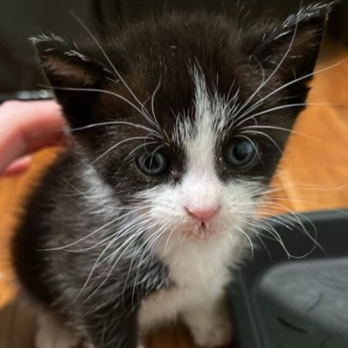 cute black kitten with blue eyes