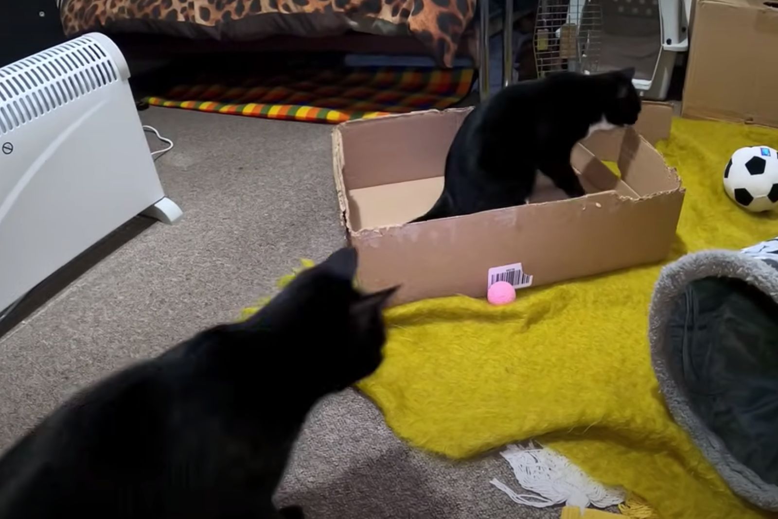 cute black kittens playing in the house