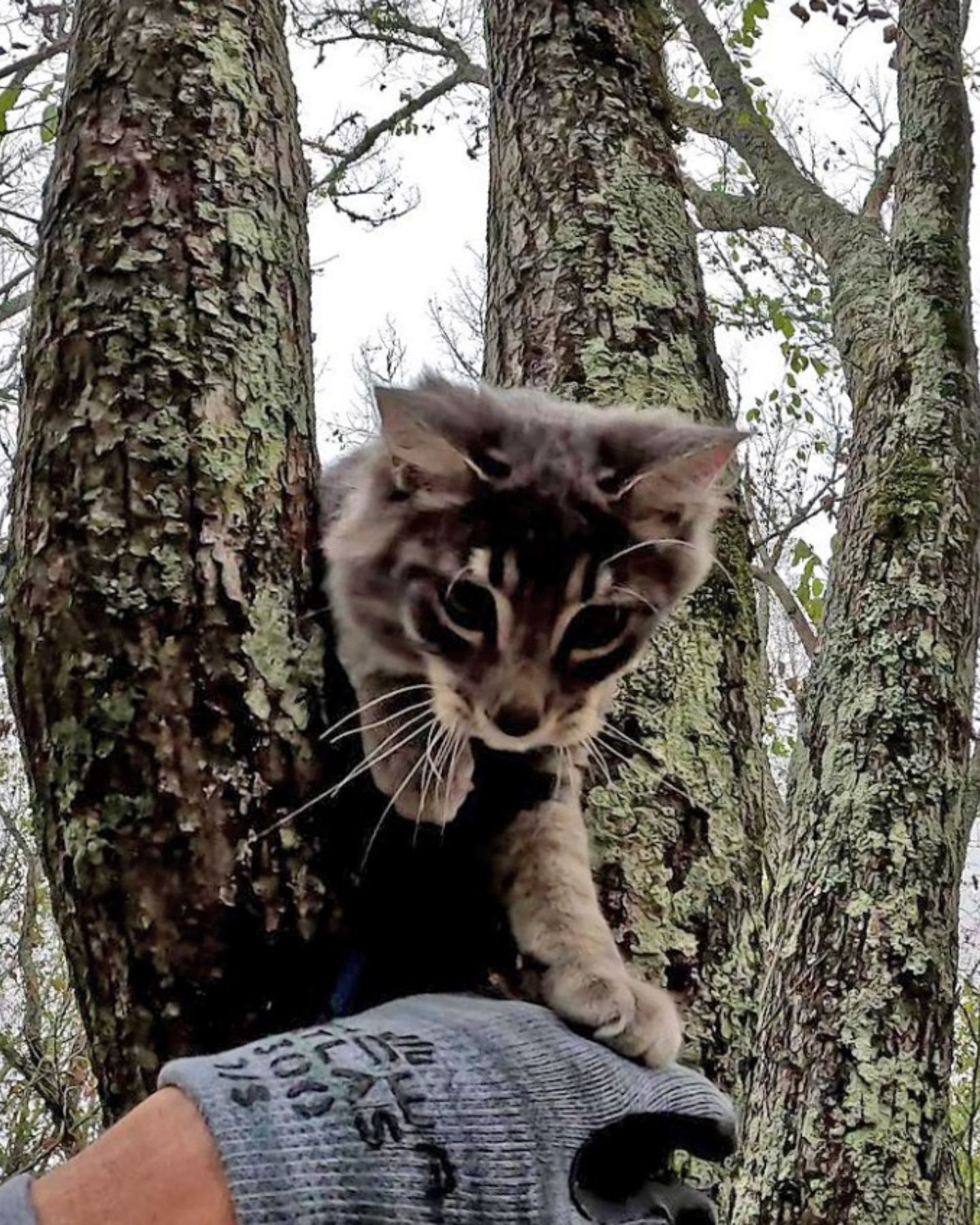 cute cat stuck on a tree