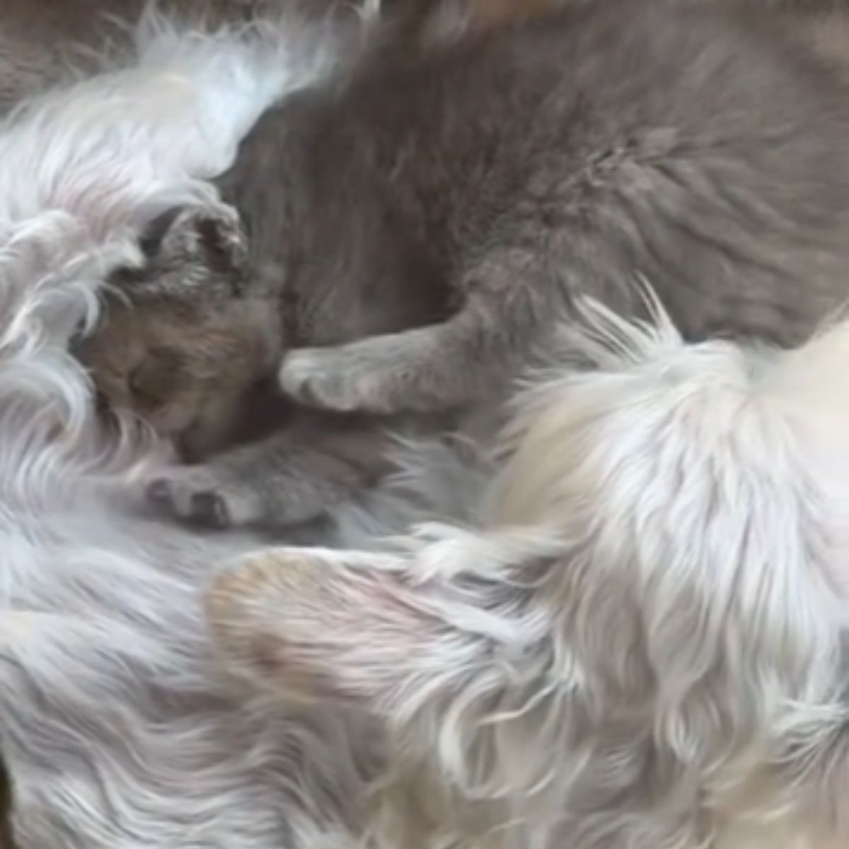 dog and kitten sleeping