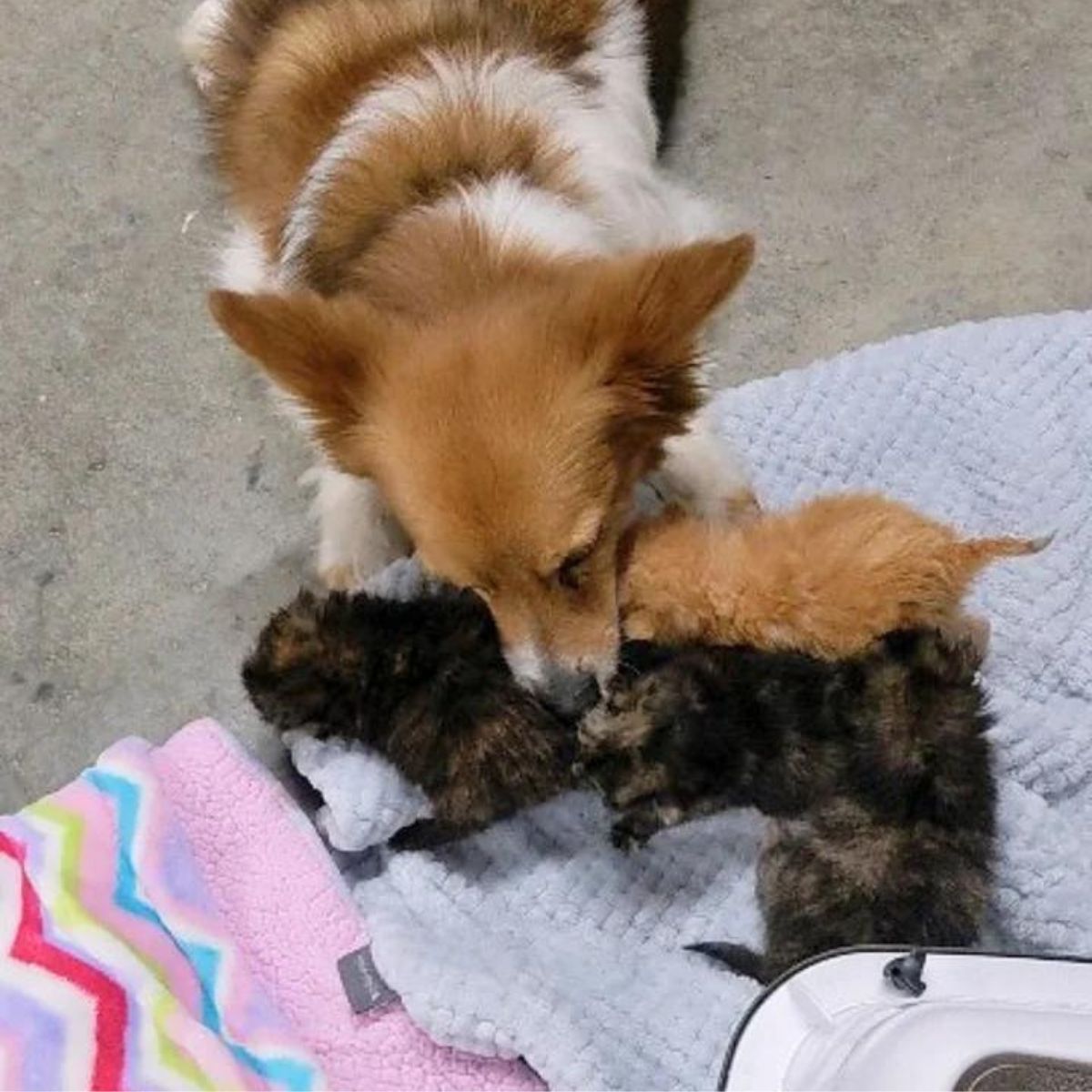 dog licking kittens