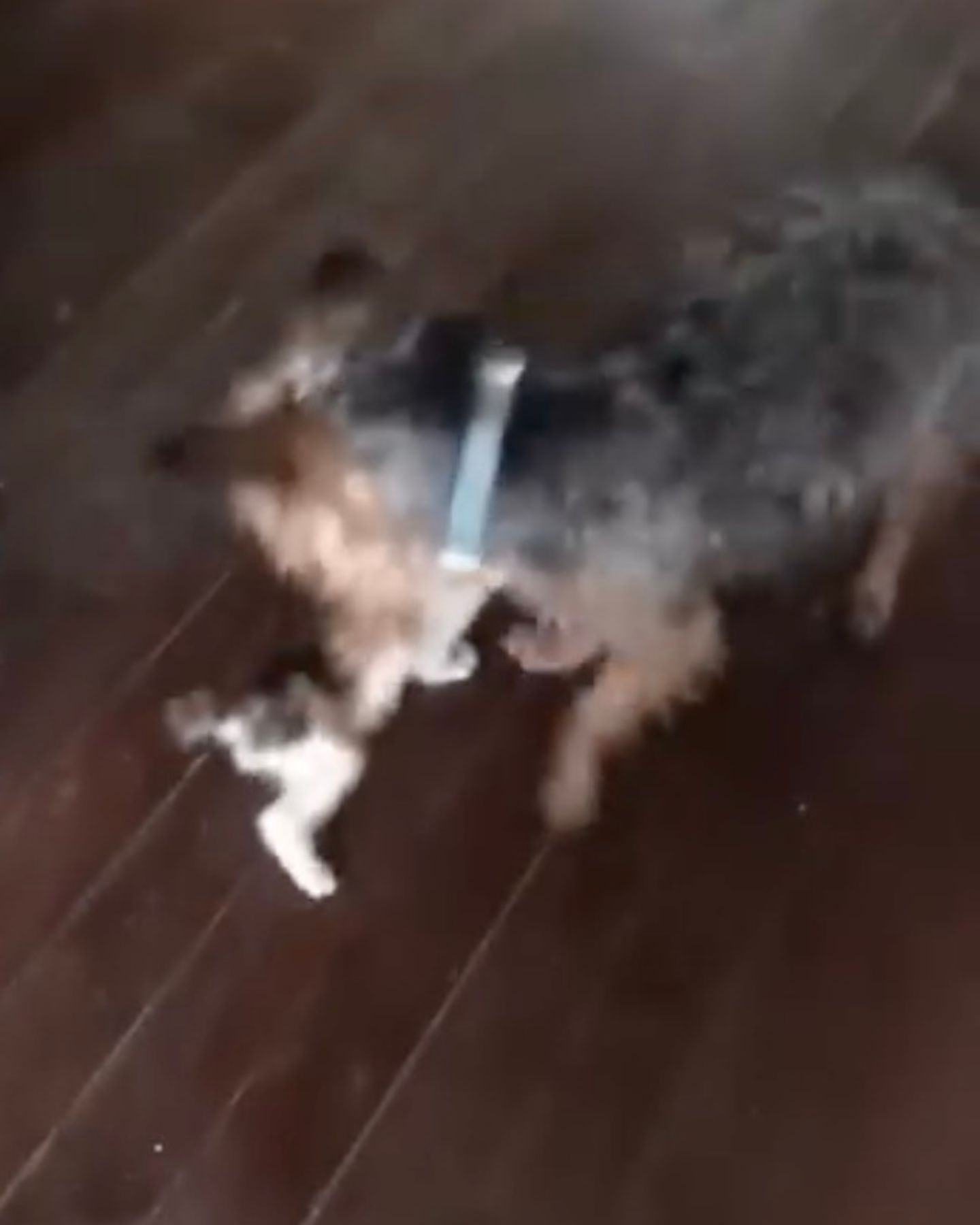 dog playing with kitten