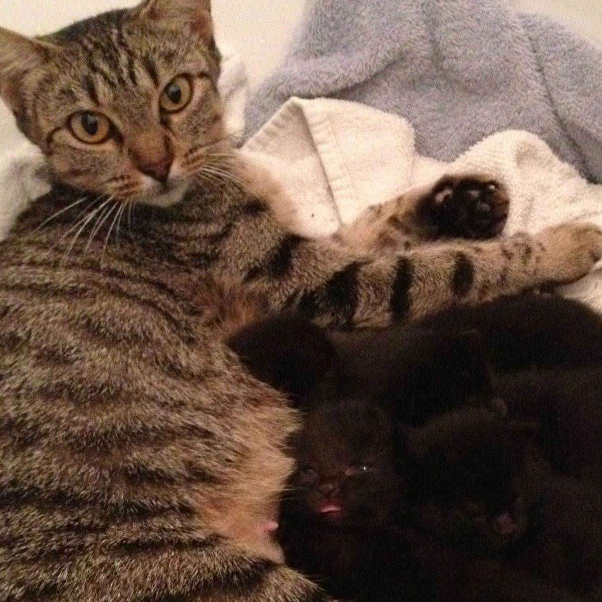 domestic cat and black kittens
