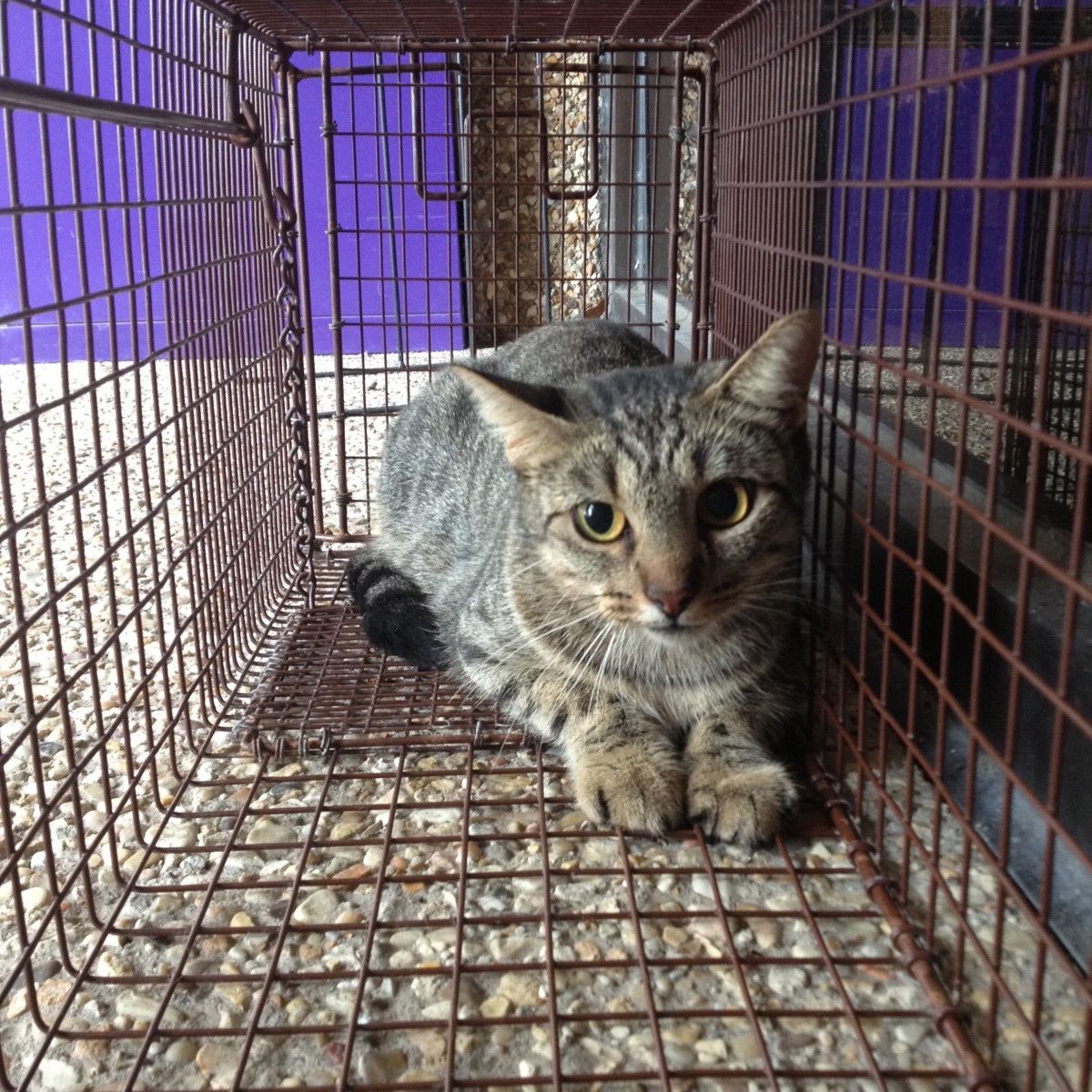 domestic cat in cage