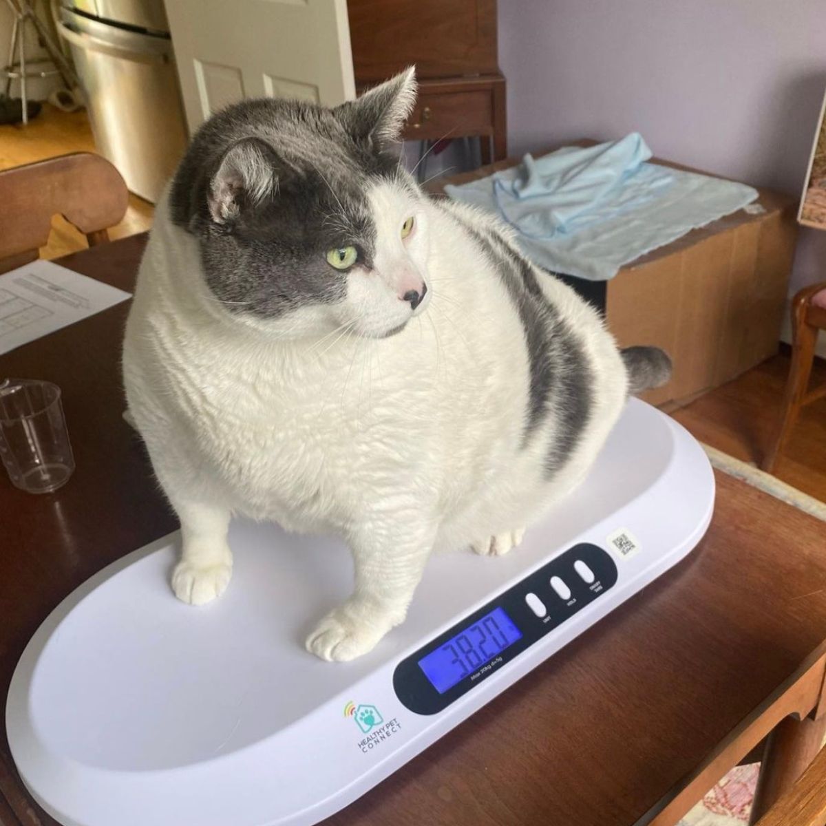 fat cat on a scale