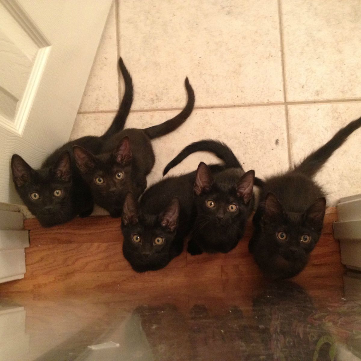 five black kittens