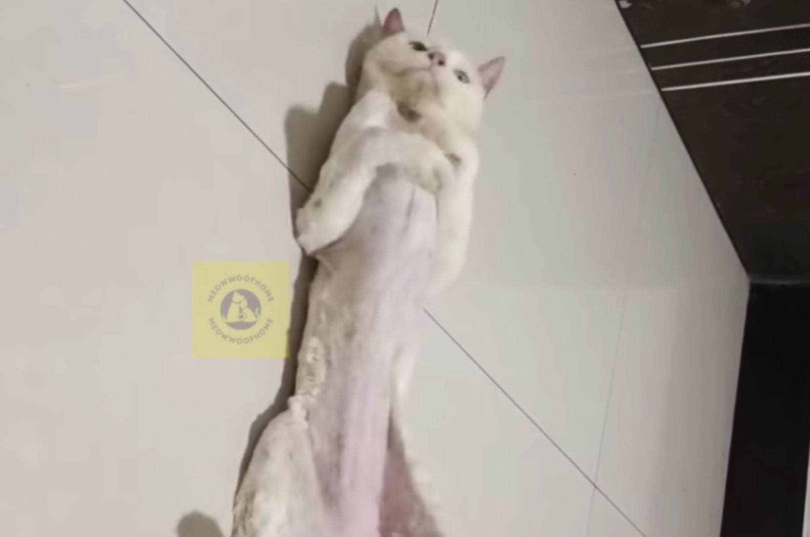 funny cat laying on her back on the floor
