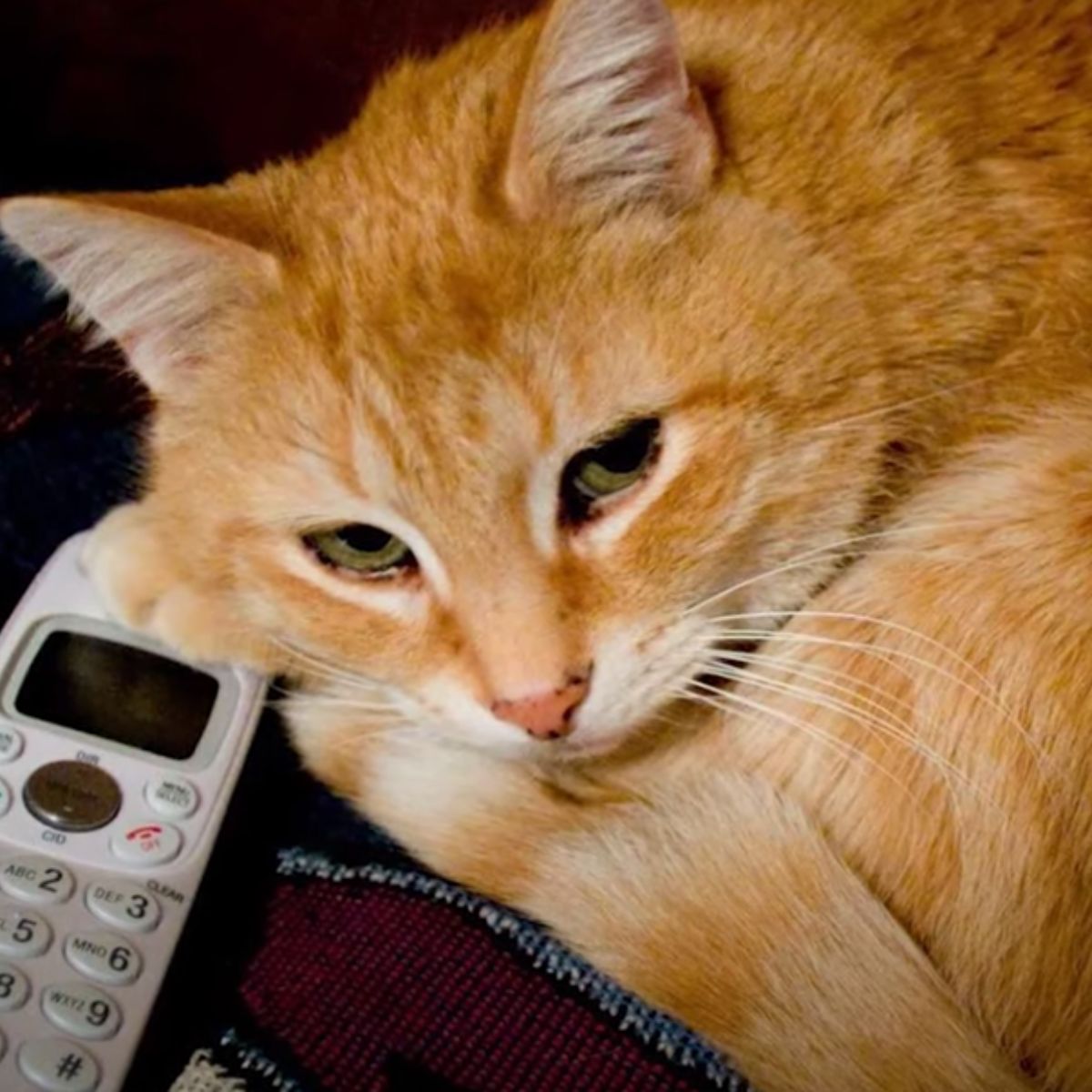 ginger cat and phone