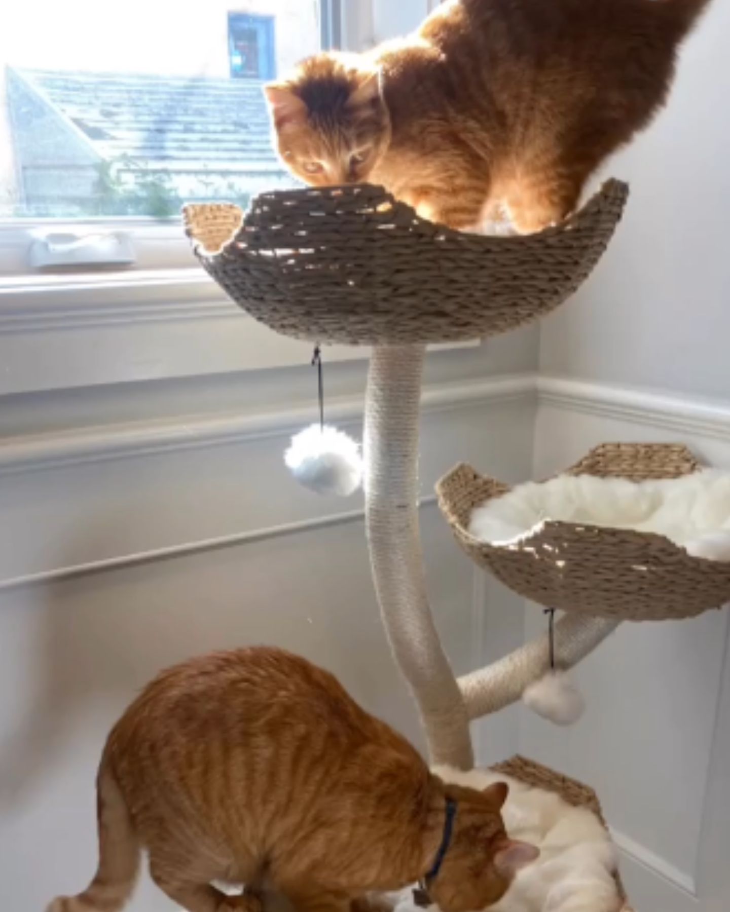ginger cat on the cat tree