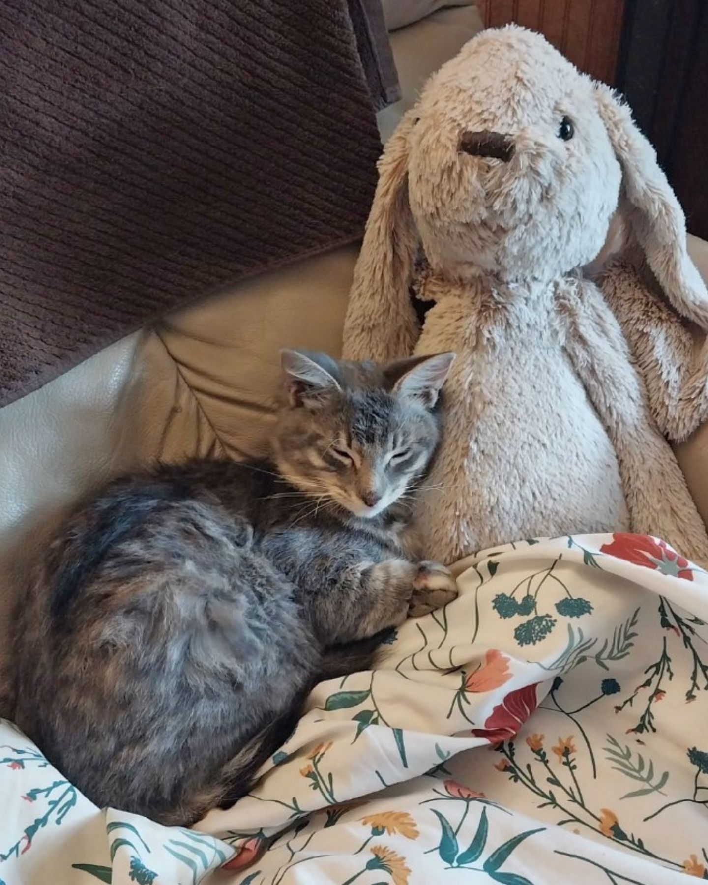 gray cat and toy bunny