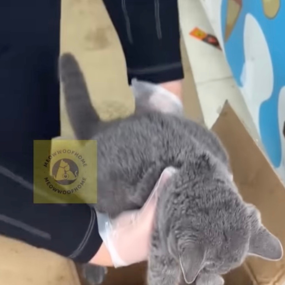gray cat being held