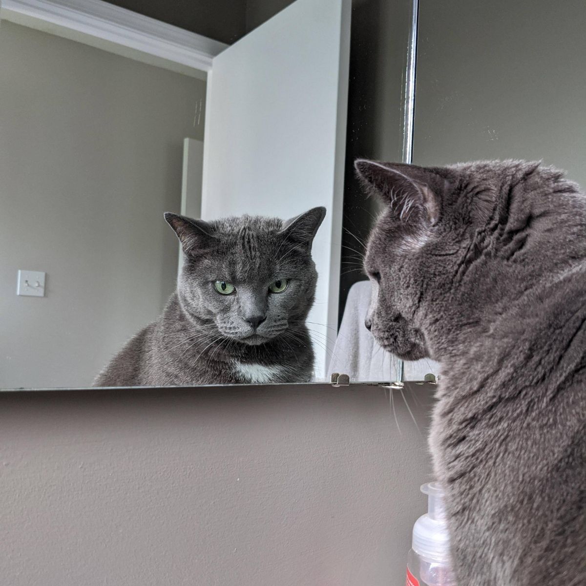 gray cat looking into mirror