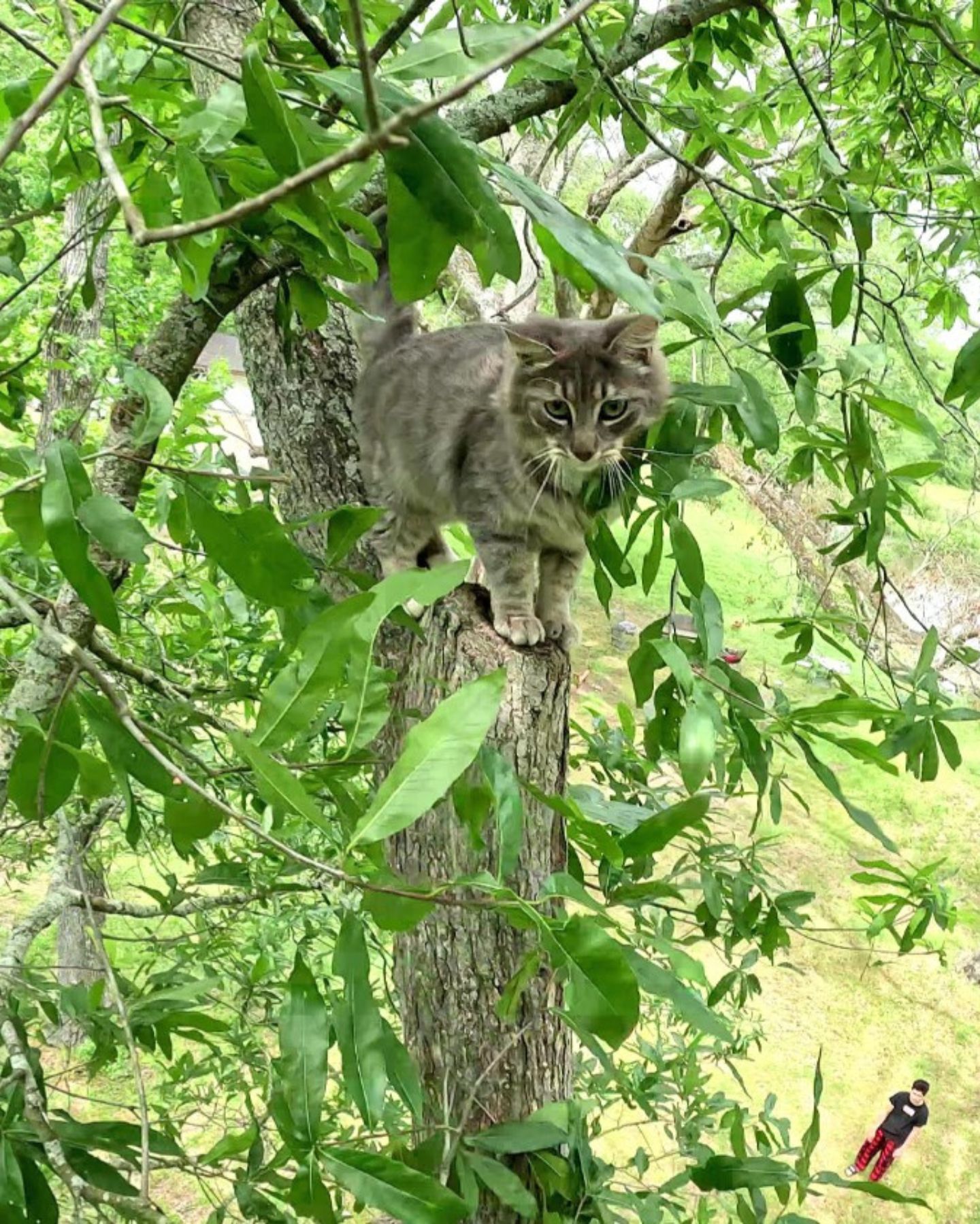 gray cat on a big tree