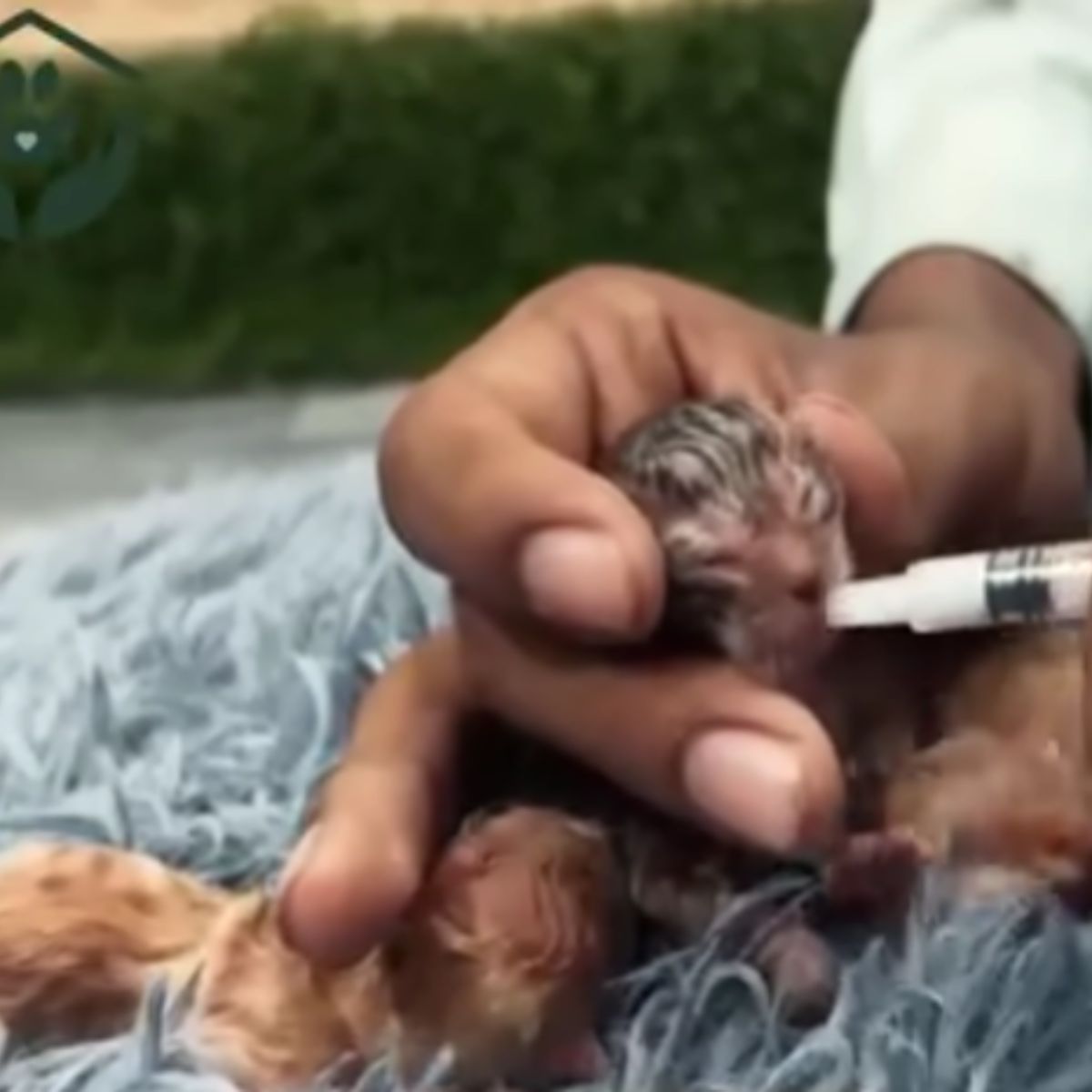 guy feeding premature kitten