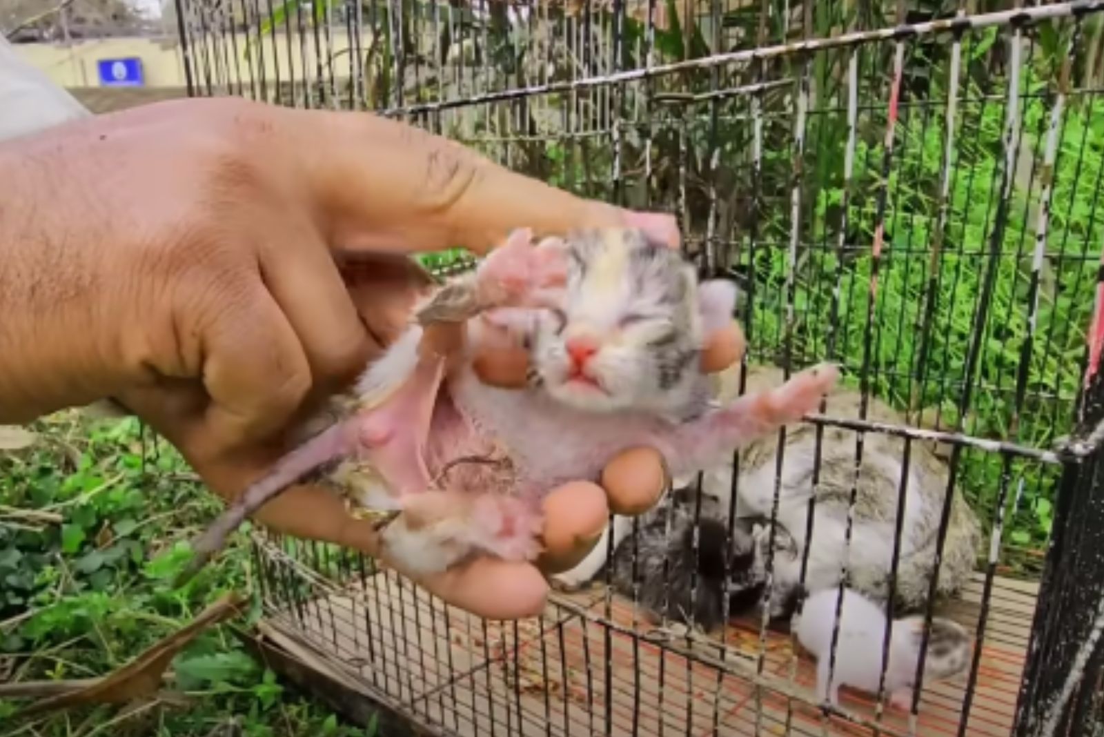 hand holding a tiny kitten