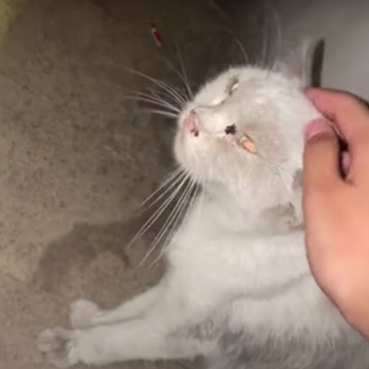 hand petting a cat