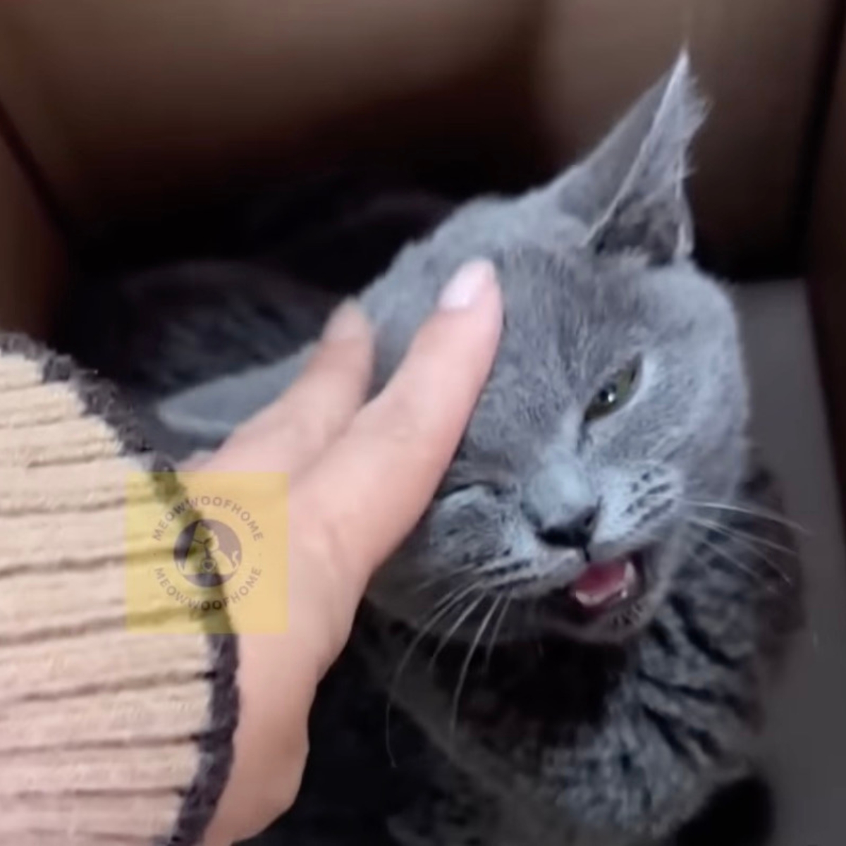 hand petting the cat
