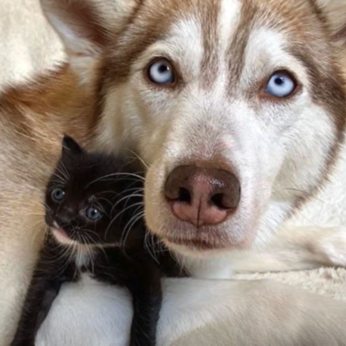 husky and a tiny kitten