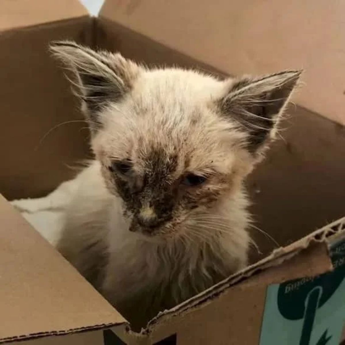 injured cat in a box