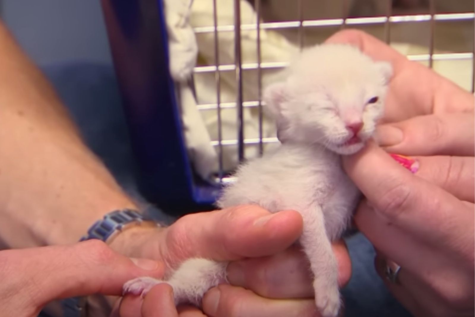 kitten being held